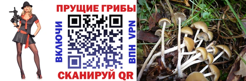 Галлюциногенные грибы Psilocybine cubensis  Карпинск 